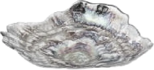 OYSTER, прозрачная Суповая тарелка 21x17,5 см